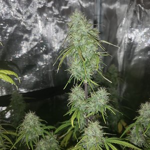 Hubbabubbahaze - Day 64