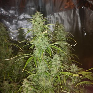 Kosher Cake - Day 64