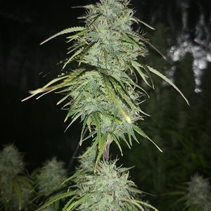 Hubbabubbahaze - Day 66