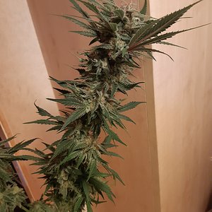 Lemon Bruce Diesel