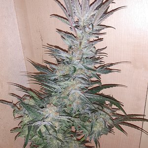 Lemon Bruce Diesel