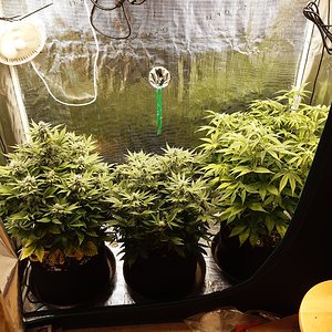 Twenty20 autos