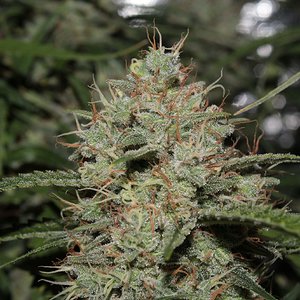 acid kush1 85 days bud close1.JPG