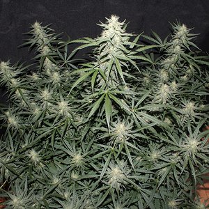 acid kush2 65 days top view.JPG