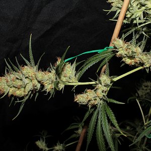 ohaze x ggxl auto 60 days bud2.JPG