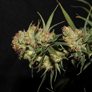 ohaze x ggxl auto 60 days bud3.JPG