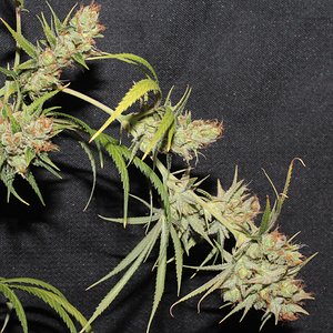 ohaze x ggxl auto 60 days bud5.JPG