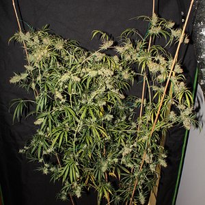 ohaze x ggxl auto 60 days whole.JPG