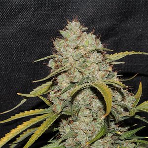 acid kush1 97 days bud close1.JPG