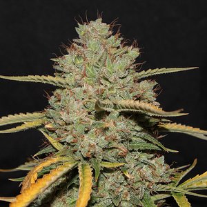 acid kush1 97 days bud close2.JPG