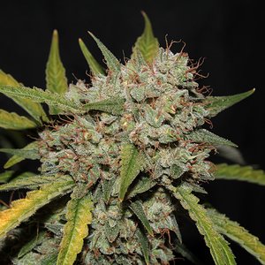 acid kush1 97 days bud close3.JPG