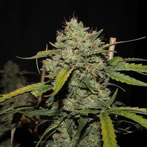 acid kush1 97 days bud close4.JPG