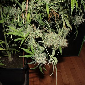 acid kush1 97 days lower branches.JPG