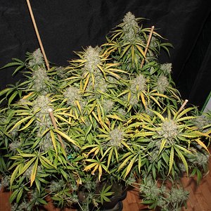 acid kush1 97 days topview.JPG