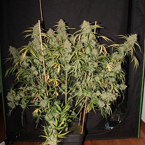 acid kush1 97 days whole.JPG