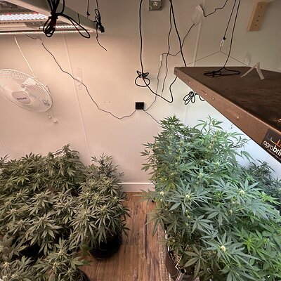 my grow room