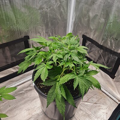 Cinderella jack Auto