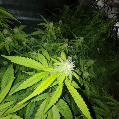 Cinderella jack Auto