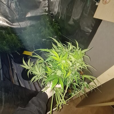 Cinderella jack Auto