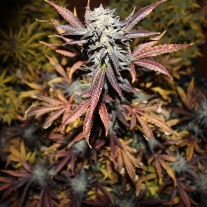 Great White Shark by Canuk Seeds