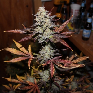 Great White Shark by Canuk Seeds