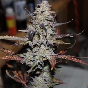 Great White Shark by Canuk Seeds