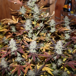 Great White Shark by Canuk Seeds