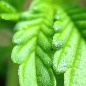 White Widow #1, leaf