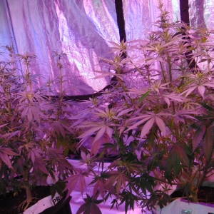 9 Weeks Defoliate 007