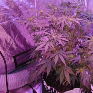 9 Weeks Defoliate 008