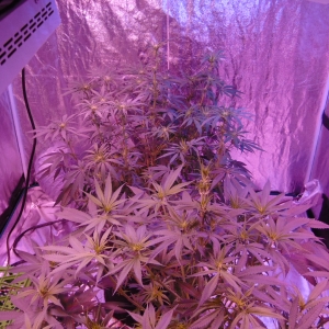 9 Weeks Defoliate 014