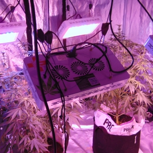 9 Weeks Vertical Panels After Defoliyion 002