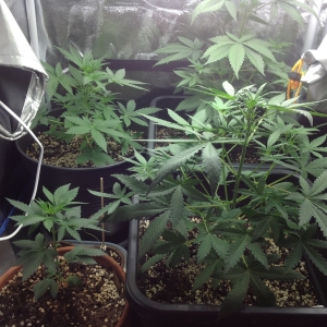 My garden day 39+