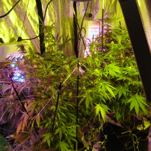 4 Weeks All Lights Vertical 008