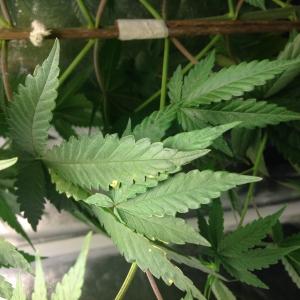 White Widow leaf, middel