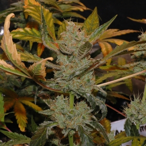 STW Bud 09-11-14