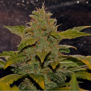 STW Bud2 09-06-14