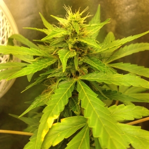 Super Skunk #2, main cola, approx Day 56