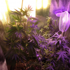 Flowering tent upgrade p2