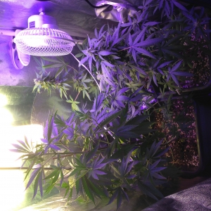 Flowering tent upgrade p1