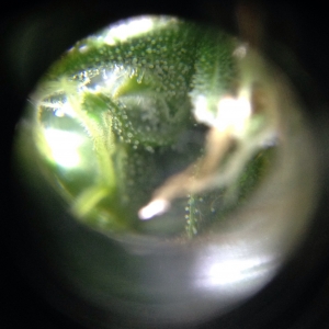 Super Skunk #1 approx day 55 microscopy 2