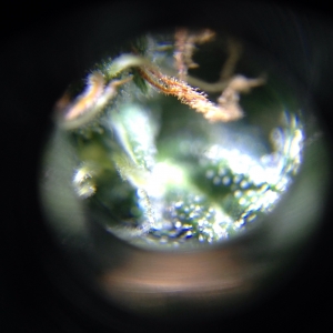 Super Skunk #1 approx day 55 microscopy 1