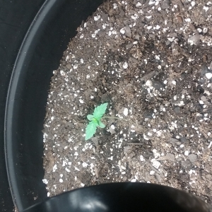 Day 8 from germination