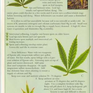 Magnesium-info-marijuana