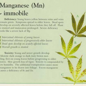 Manganese-info-marijuana