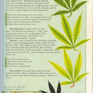 Nitrogen-info-marijuana