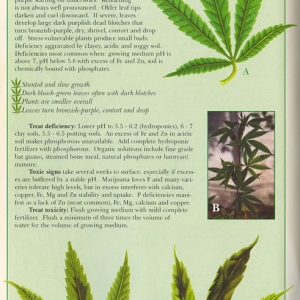 Phosphorus-info-marijuana (1)