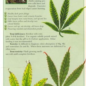 Potassium-info-marijuana