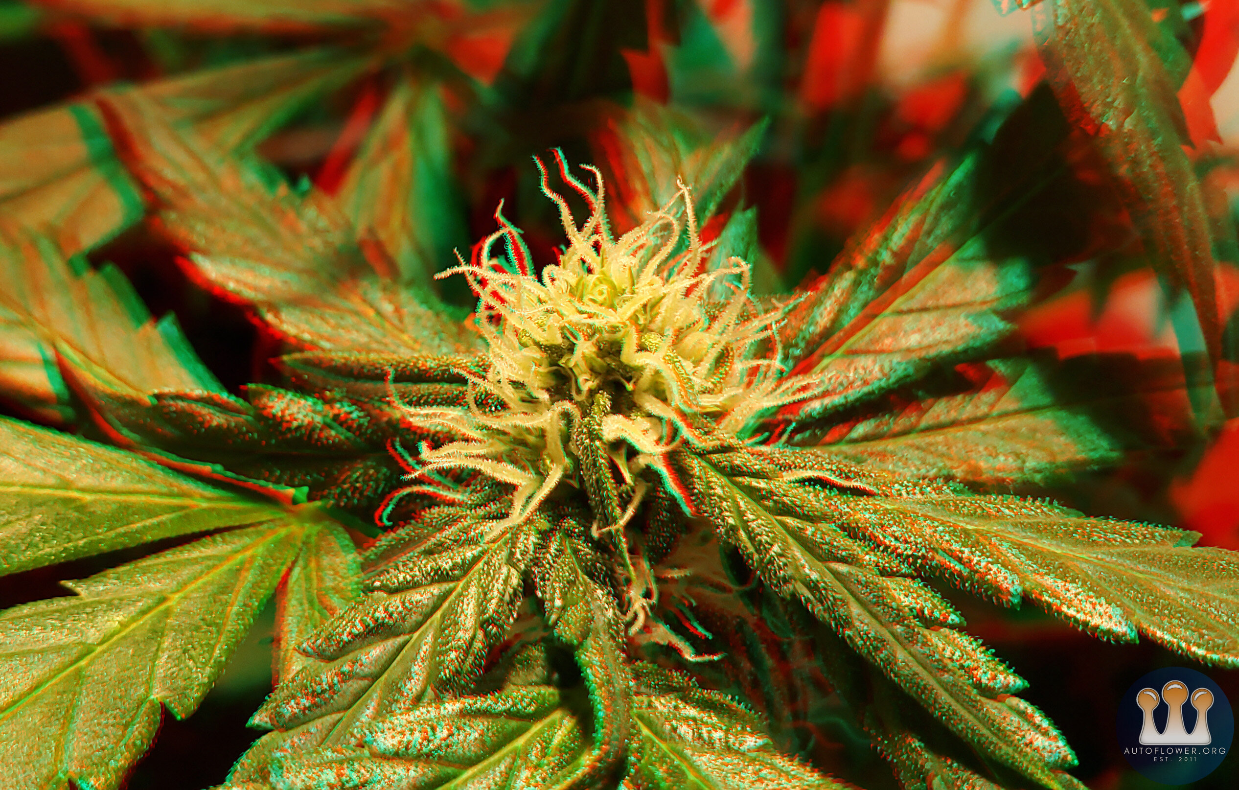 0528 GSC Bud 3D.jpg