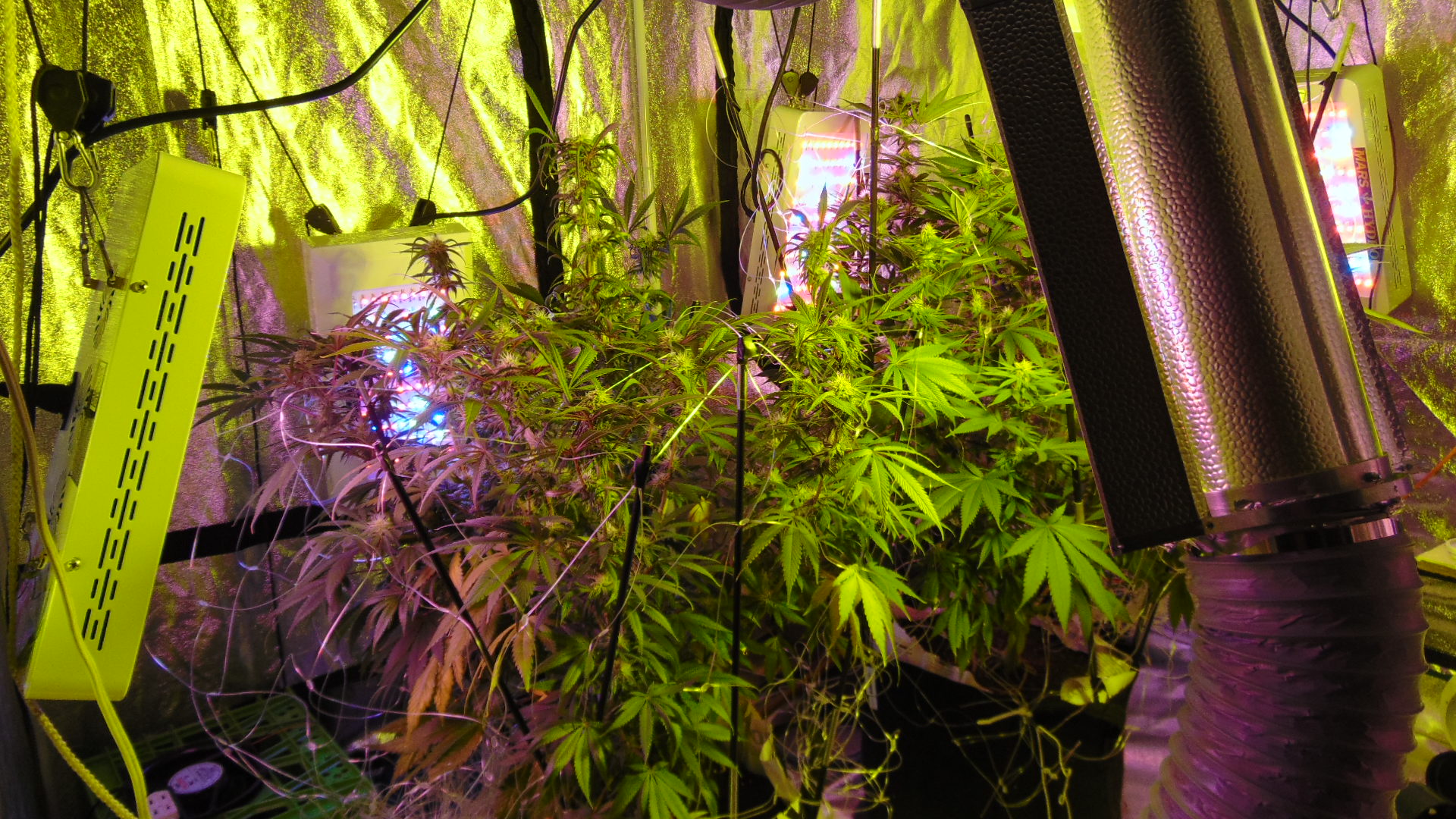 4 Weeks All Lights Vertical 008